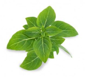 Divers VLIN-O10-Bas026