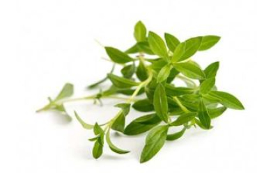 Divers VLIN-A10-Sar027