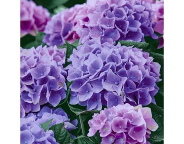 Paper + Design 61-19824600-097