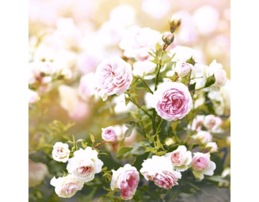 Paper + Design 61-20617900-097