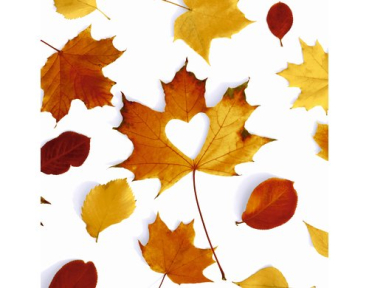 Paper + Design 61-20745100-097